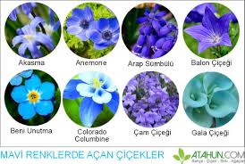 Mavi Renkli Cicekler Fotograflari Bahce Bitkiler Tarim Agaclar Cicekler Hakkinda Bilgiler