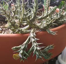 Image result for Orbea dummeri