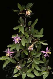 Image result for Grewia arborea