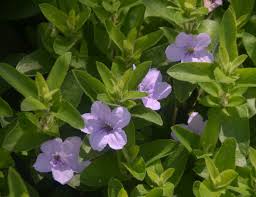 Image result for Vandellia humilis