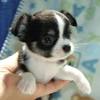 Some experts think the aztecs or incas developed the dog; 1