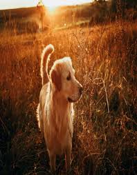 Find golden retriever puppies and breeders in your area and helpful golden retriever information. Golden Retriever Great Pet Care