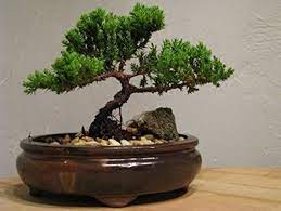 Bonsai Tree Live Juniper Flowering House Plant Indoor Decoration Garden 785696479308 Ebay In 2021 Juniper Bonsai Juniper Tree Flowering House Plants