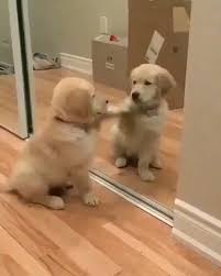 10 Dog Facts That You Do Not Know About 2020 Komik Kopek Fotograflari Sevimli Kopek Yavrulari Yavru Kopek
