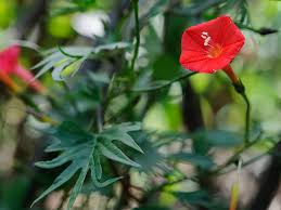 Image result for Ipomoea quamoclit