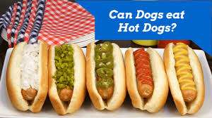 You are going to love it! Can Dogs Eat Hot Dogs Smart Dog Owners