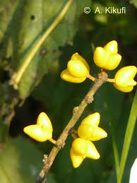 Image result for Coleotrype laurentii