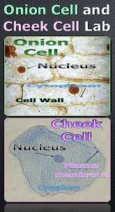 This nucleus contains the chromosomes which in turn contain the. I Like To Start Off My Cellular Biology Unit By Looking At Onion Cells And Then Cheek Cells Under The Microscopes Stude Cells Lesson Cell Theory Biology Units