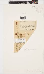 Image result for Pearsonia mesopontica