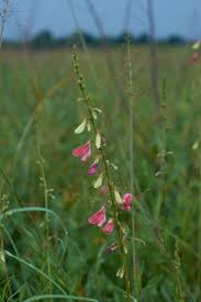 Image result for Tephrosia linearis