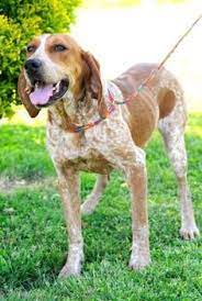 They were originally bred by settlers in australia, who crossed their dogs. 11 Red Tick Coonhound Ideas Red Tick Coonhound Coonhound English Coonhound