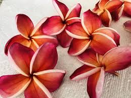 Pin On My Plumeria Collection