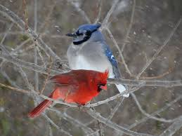 Blue Birds That Look Like Cardinals Red White And Blue Birds Blue Jay Cardinal Birds Blue Bird