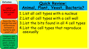 We did not find results for: Starter B1 Recap Bacteria Yeast 4 28 2017 Name 3 Bacteria Ppt Video Online Download