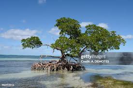 Image result for Avicennia marina