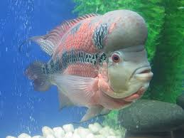 Beautiful Fish Ocean Creatures Ocean Animals Beautiful Fish