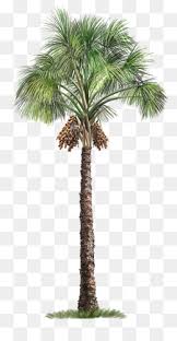 Free vector icons in svg, psd, png, eps and icon font. Palm Tree Png Palm Tree Silhouette Palm Tree Leaf Palm Tree Vector Palm Tree Beach Black Palm Tree Palm Tree Black Palm Tree Outline Sunset Palm Tree Palm Tree Stencil Blue