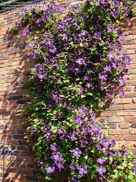 It is a good example of the species clematis viticella, being easy to grow and with a long flowering period from july to september. Vines Google Search