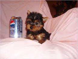 I Really Really Want A Wittle Bitty Yorkie Teacup Yorkie Puppy Teacup Puppies Yorkie Puppy