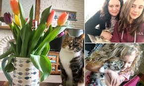 In memory of a much loved pet. Cat Lover Devastated After Moggie Kiki Is Poisoned By Tulips Daily Mail Online