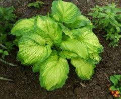 Image result for Hosta Warpaint