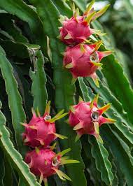 The average grown woman requires 25 grams of fiber while the setiawan and r shintawati , d priyandoko, the role of red dragon fruit peel ( hylocereus polyrhizus ) to improve blood lipid levels of hyperlipidaemia. Red Dragonfruit 5 Seeds Hylocereus Undatus Succulent Etsy In 2021 Dragon Fruit Plant Dragon Fruit Tree Dragon Fruit Cactus