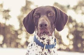 The german shorthaired pointer is intelligent, eager to learn, loyal and brave. German Shorthaired Pointer Puppies Everything You Need To Know