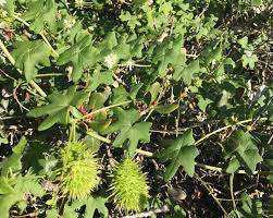 Tree with green spiky ball seeds. Species Spotlight Wild Cucumber Marah Macrocarpa Cabrillo National Monument U S National Park Service Cabrillo Field Notes