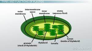 Maybe you would like to learn more about one of these? Plastids Definition Structure Types Functions Video Lesson Transcript Study Com
