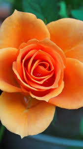 If you like rose wallpaper hd, you might love. Orange Rose Wallpaper Iphone Android Desktop Backgrounds