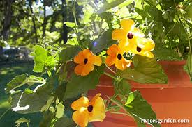 Image result for Thunbergia kirkiana