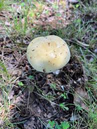 Image result for Russula compacta