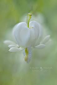 Soft Hearted Amazing Flowers Beautiful Flowers Bleeding Heart