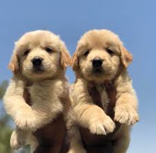 Check spelling or type a new query. Labrador Golden Retriever Online Shopping
