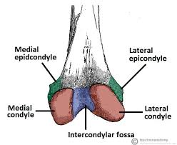 Continuation of the popliteal vein. The Femur Proximal Distal Shaft Teachmeanatomy