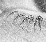 More images for how to draw eyelashes easy step by step » How To Draw Eyelashes Rapidfireart