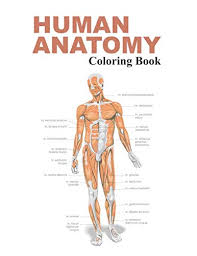 Human leg anatomi coloring pages bulk color muscle. 29 Best Anatomy Coloring Books Of All Time Bookauthority