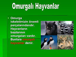 Canlilarin Dunyasini Gezelim Taniyalim Ppt Indir
