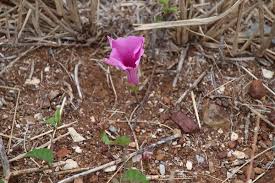 Image result for Turbina oblongata