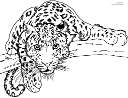 There are tons of great resources for free printable color pages online. Snow Leopard Coloring Page Coloring Home