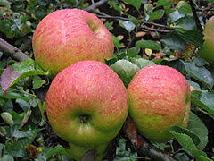 Pest management guide for apples. Apple Wikipedia
