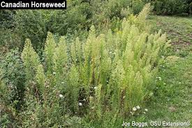 Image result for Conyza limosa