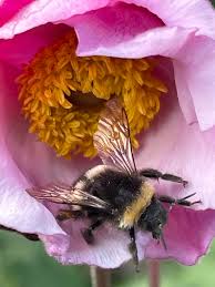 Image result for Bombus soroeensis