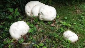 Der Riesenbovist Ein Leckerer Wiesenpilz Das Online Magazin So Vielseitig Wie Das Leben