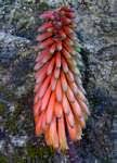 Image result for Aloe welwitschii