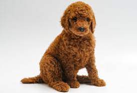 These quality puppies make exceptional companions for your family as they are always raised with my teenage grandchildren and many other family pet members. Red Standard Poodle Puppies For Sale