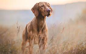 Самые новые твиты от hungarian vizsla (@hu_vizsla): Hungarian Vizsla Breed Profile Your Dog