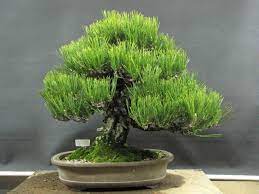 Japanese black pine / jbp for niwaki, small sapling development update! Kuromatsu Peter Tea Bonsai Page 4