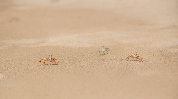 Crabs Walking on Brown Sand · Free Stock Photo