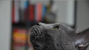 Ready within 2 hours with pickup. How Much Should You Feed Your Cat Sheba